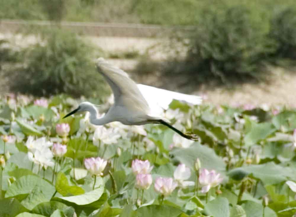 Garza - India 3.jpg